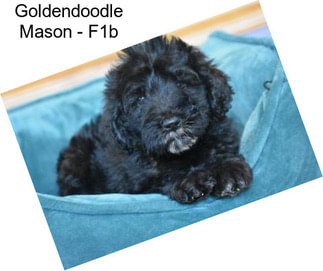 Goldendoodle Mason - F1b