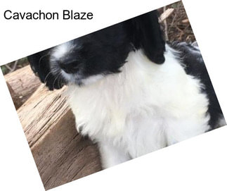 Cavachon Blaze