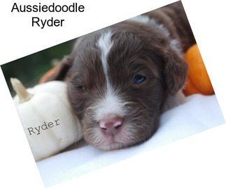 Aussiedoodle Ryder