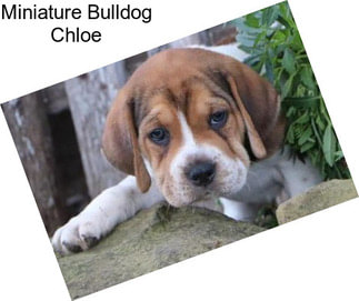 Miniature Bulldog Chloe