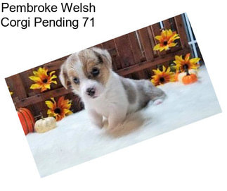 Pembroke Welsh Corgi Pending 71