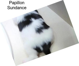 Papillon Sundance