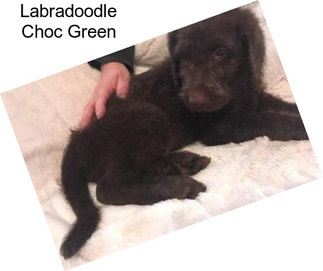 Labradoodle Choc Green