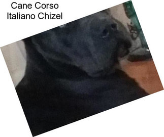 Cane Corso Italiano Chizel