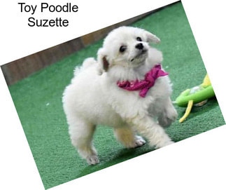 Toy Poodle Suzette