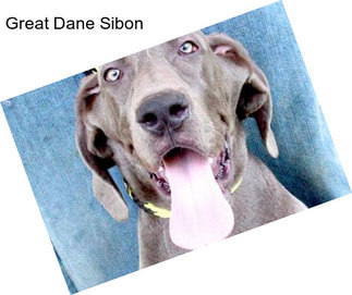 Great Dane Sibon