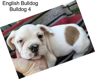 English Bulldog Bulldog 4