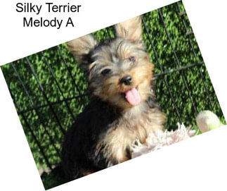 Silky Terrier Melody A