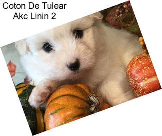 Coton De Tulear Akc Linin 2