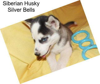 Siberian Husky Silver Bells
