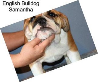 English Bulldog Samantha