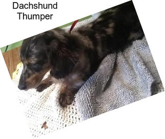 Dachshund Thumper