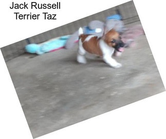 Jack Russell Terrier Taz