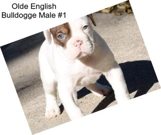 Olde English Bulldogge Male #1