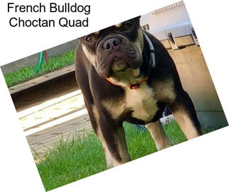 French Bulldog Choctan Quad