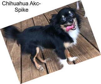 Chihuahua Akc- Spike