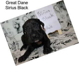 Great Dane Sirius Black