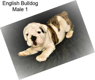 English Bulldog Male 1