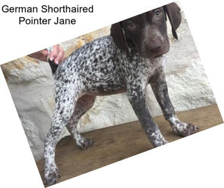 German Shorthaired Pointer Jane