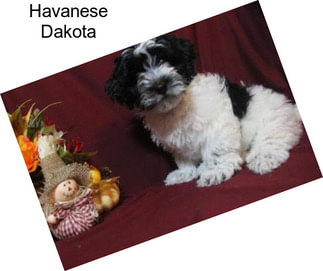 Havanese Dakota