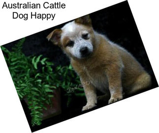 Australian Cattle Dog Happy