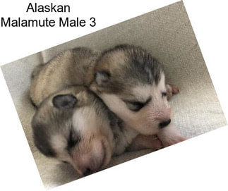 Alaskan Malamute Male 3