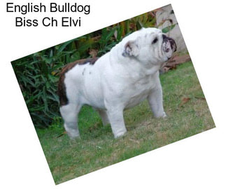 English Bulldog Biss Ch Elvi