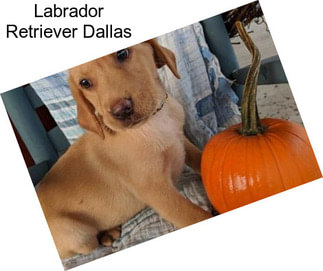 Labrador Retriever Dallas