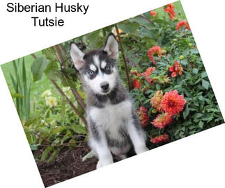 Siberian Husky Tutsie