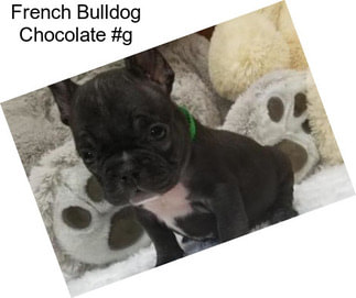 French Bulldog Chocolate #g