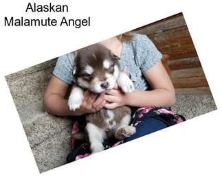 Alaskan Malamute Angel