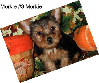 Morkie #3 Morkie