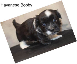 Havanese Bobby