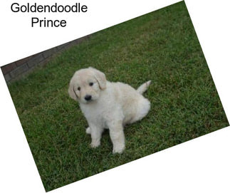 Goldendoodle Prince