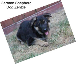 German Shepherd Dog Zenzie