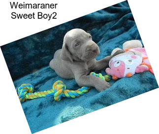 Weimaraner Sweet Boy2