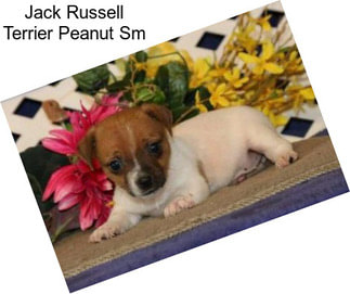 Jack Russell Terrier Peanut Sm