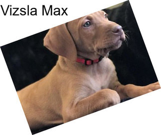 Vizsla Max