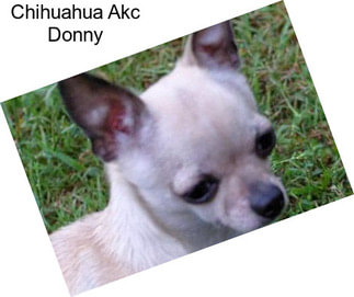 Chihuahua Akc Donny