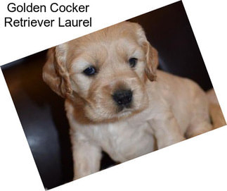 Golden Cocker Retriever Laurel