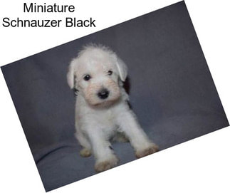 Miniature Schnauzer Black