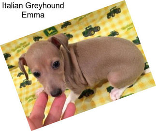 Italian Greyhound Emma
