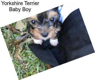 Yorkshire Terrier Baby Boy