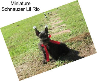 Miniature Schnauzer Lil Rio