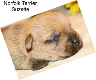 Norfolk Terrier Suzette