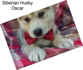 Siberian Husky Oscar