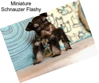 Miniature Schnauzer Flashy