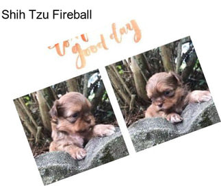 Shih Tzu Fireball