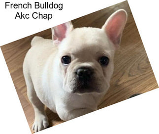 French Bulldog Akc Chap