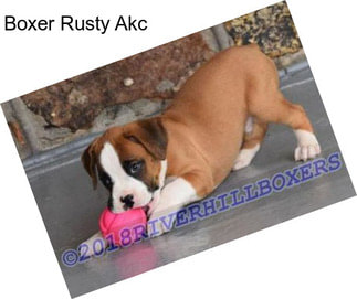 Boxer Rusty Akc